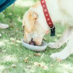 シニア犬用フードは柔らかい＆小粒で食べやすいコレがおすすめ！